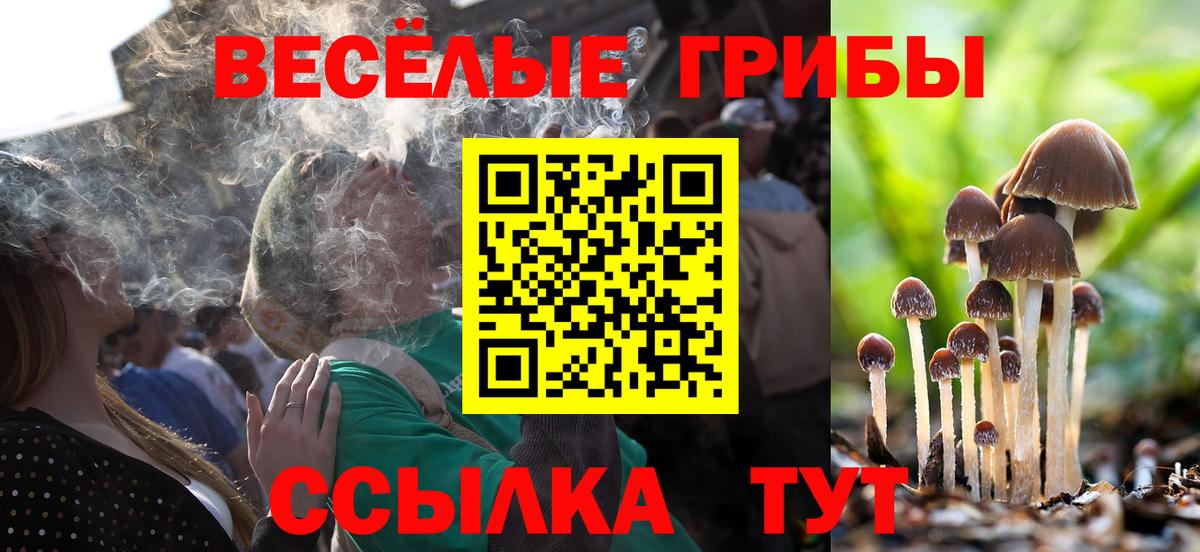 Псилоцибиновые грибы Cubensis Курчатов